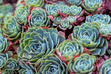 Succulents