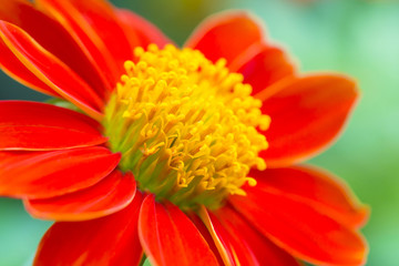 Cosmos flower with selective focus and copyspace.