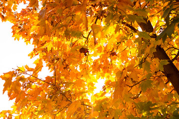 Herbstlich-bunte Bl&auml;tter