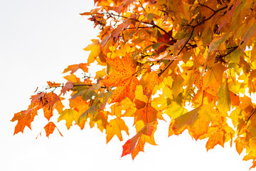 Herbstlich-bunte Bl&auml;tter