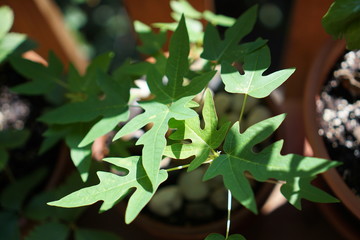 Papaya plant from above, growing outside in terra cotta pot