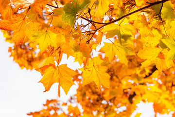 Herbstlich-bunte Blätter