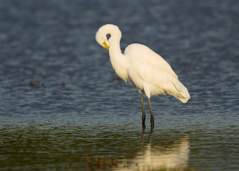 Great egret standing in a North California marsh