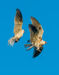 Whitetailed Kites chasing parent with prey and exchanging it in midair