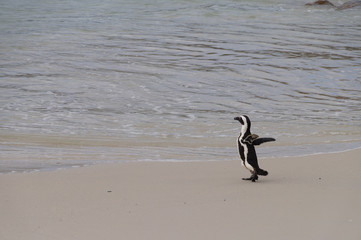 African penguin walking to the sea , South Africa