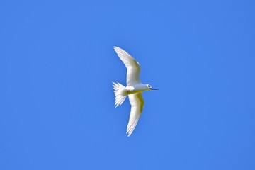 White Tern, Gygis alba, white seabird