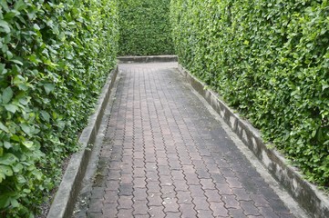 Maze garden in the park