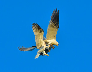 Whitetailed Kites chasing parent with prey and exchanging it in midair