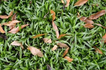 dry leaves on green grass