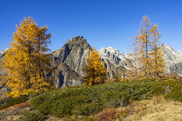 Fototapeta na wymiar Autunno alpino ( Alpe Devero )