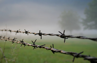 Barbed Wire Morning