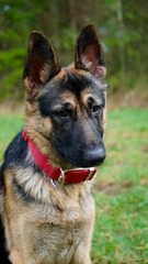 Intent German Shepherd