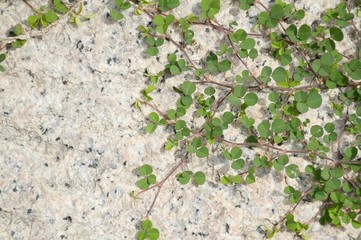 green grass on cement floor