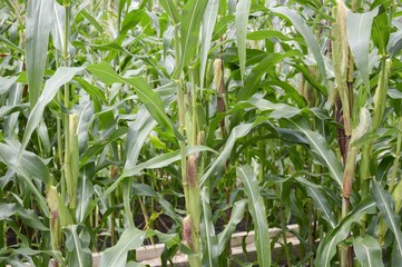 corn tree in country farm Thailand