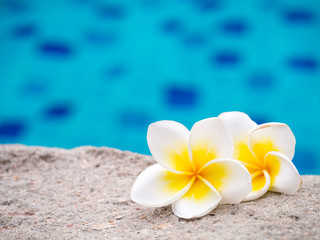 Two plumeria flowers beside swimming pool