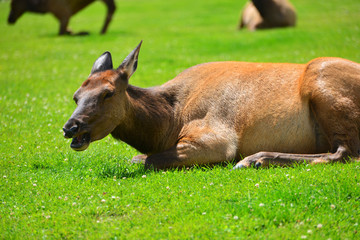 Fototapeta premium An elk lying in the green grass