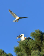 Whitetailed Kites carrying prey and chasing each other for it