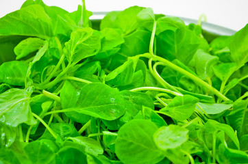 fresh spinach in studio shot