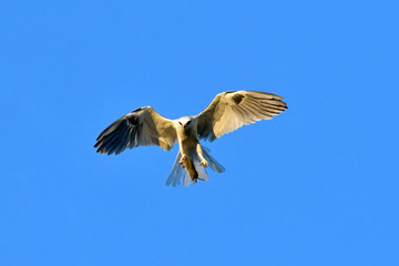 Whitetailed Kites carrying prey and chasing each other for it