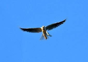 Whitetailed Kites carrying prey and chasing each other for it