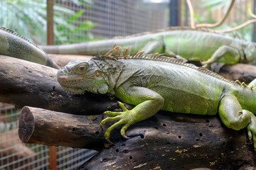 Green Iguana on the wood