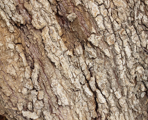 The bark of the tree for background texture