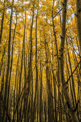 A Grove of Yellow Aspen Trees, Escudilla Mountain, White Mountains, Arizona
