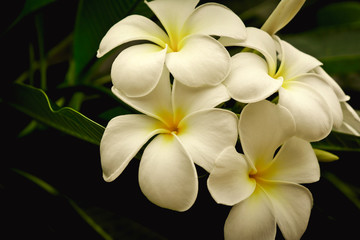 white plumaria flower.