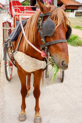 Obraz premium horse carriage cabin