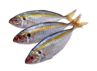 Fresh mackerel fish isolated on white background