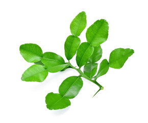 Fototapeta na wymiar Kaffir lime leaf isolated on white background