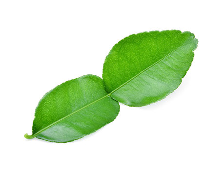 Kaffir lime leaf isolated on white background