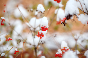 Red berries covered with fresh snow on tree, autumn, winter