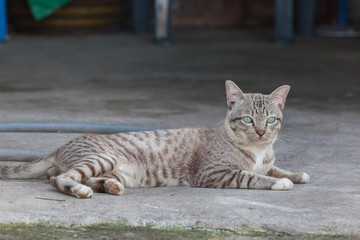 Beautiful cat on the street