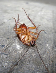 cockroach