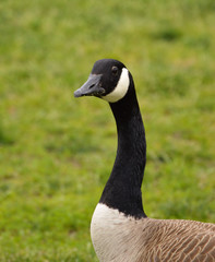 Close Up of Head, Neck and Chest of Canadian Goose with Meadow in Background