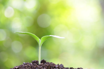 Tree planting
