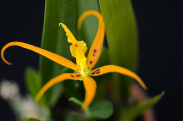 　ラン　ブラッシア　オレンジデライト