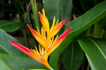 Bird of Paradise Flowers in the garden.Beautiful bird paradise f