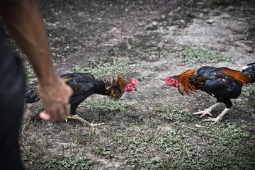 gamecock, fighting cock © nipol