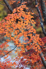 モミジ紅葉