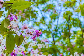 Tabak flower as beautiful of purple flower, selective focus