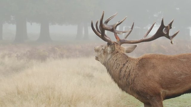 Red Deer stag (Cervus elaphus) bellowing or roaring on a misty morning