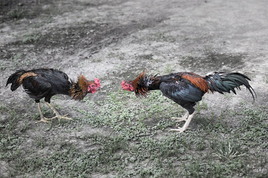 gamecock, fighting cock