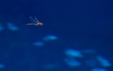 Fototapeta premium Droganfly on Blue