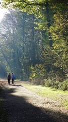 Obraz premium With sun in the park