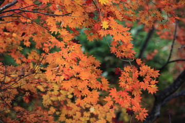 モミジ紅葉
