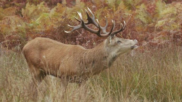 Red Deer stag (Cervus elaphus) smelling the air on an autumn morning
