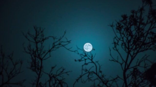 Timelapse of full moon with trees silhouette