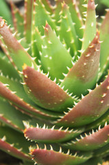 Bush of aloe green plant 